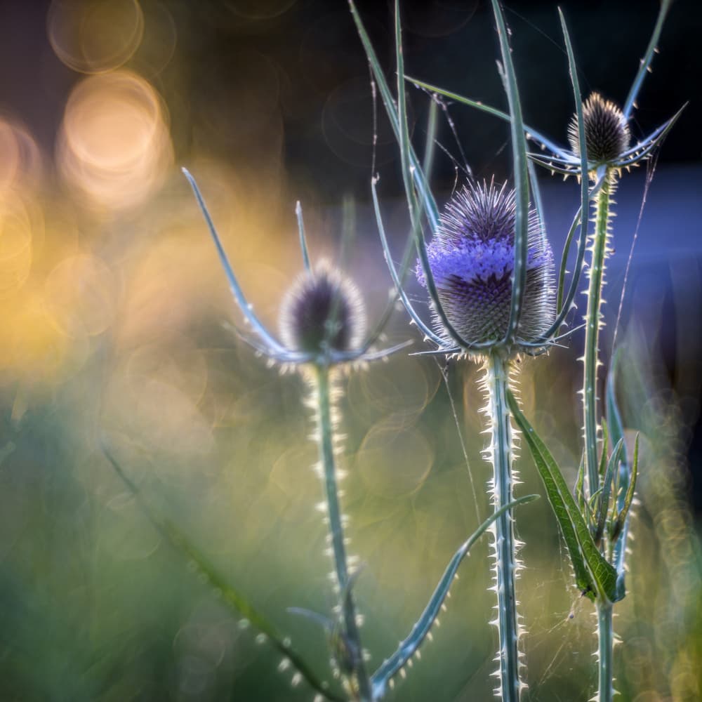 Dreamy Thistle Glow by Sergio Barboni — canvas wall art