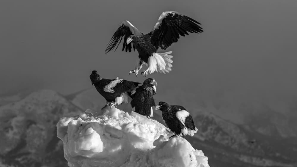 Wild Eagles Winter Landing by Jie Fischer — canvas wall art