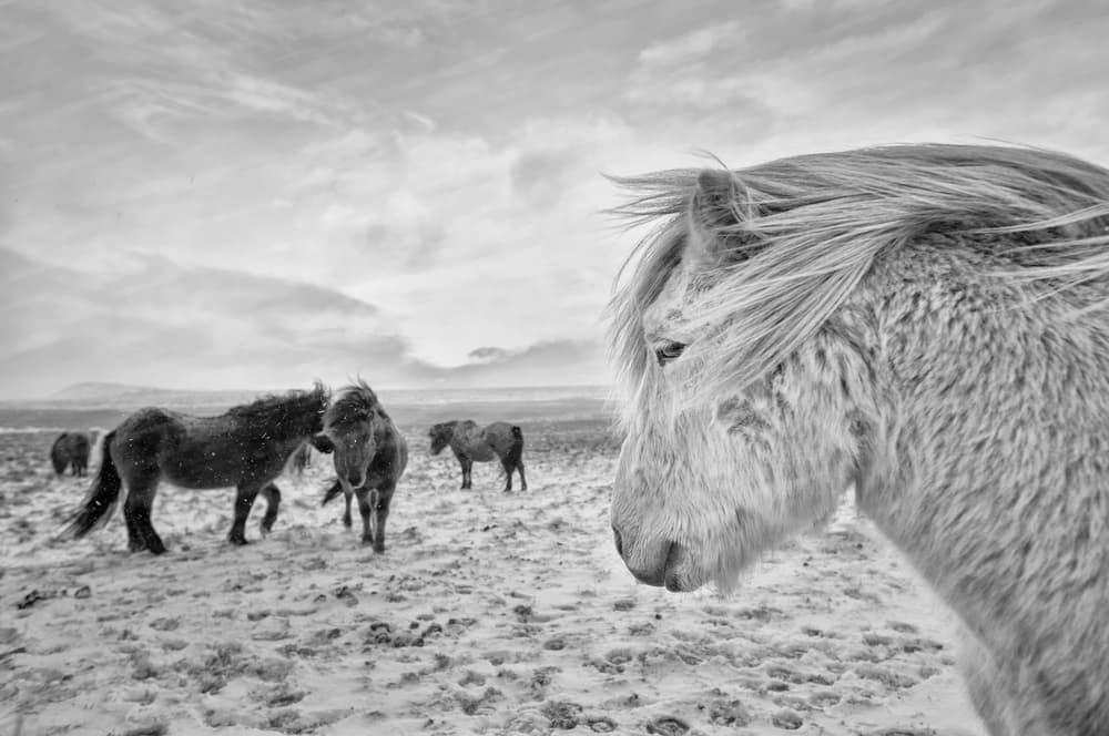 Wild Winter Horses by John Colbensen — canvas wall art