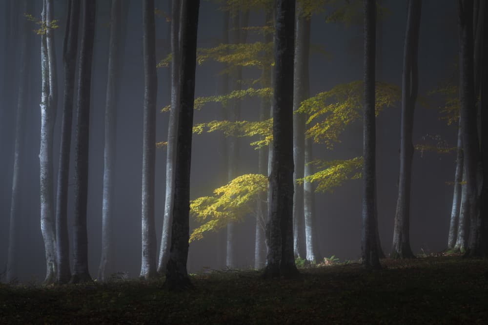 Misty Forest Glow by Alexandru Ionut Coman — canvas wall art