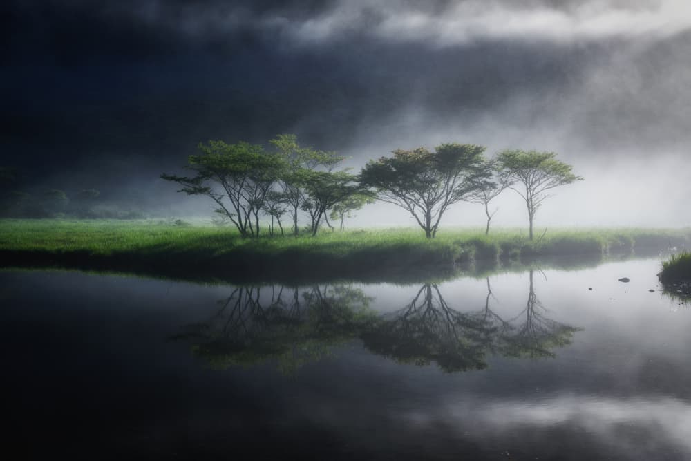 Misty Morning Trees by K_Tsunoda — canvas wall art