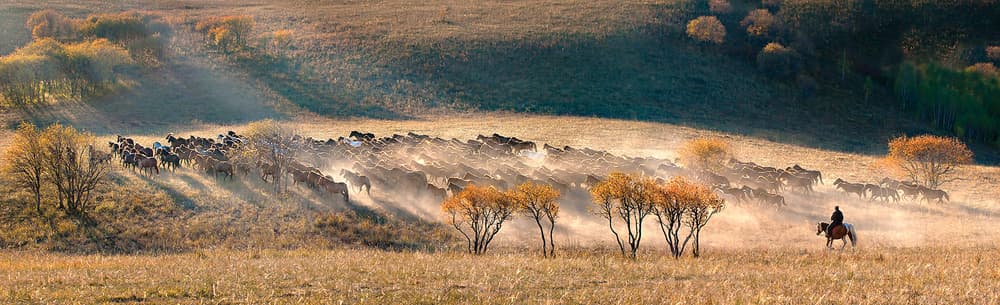 Dusty Autumn Horses by Hua Zhu — canvas wall art