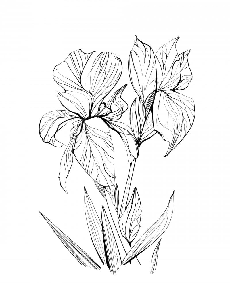  Irises by Dan Hobday — canvas wall art