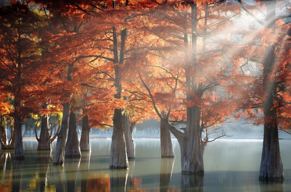 Golden Fall Cypress Lake by Dmitry Nesvetaylov — canvas wall art