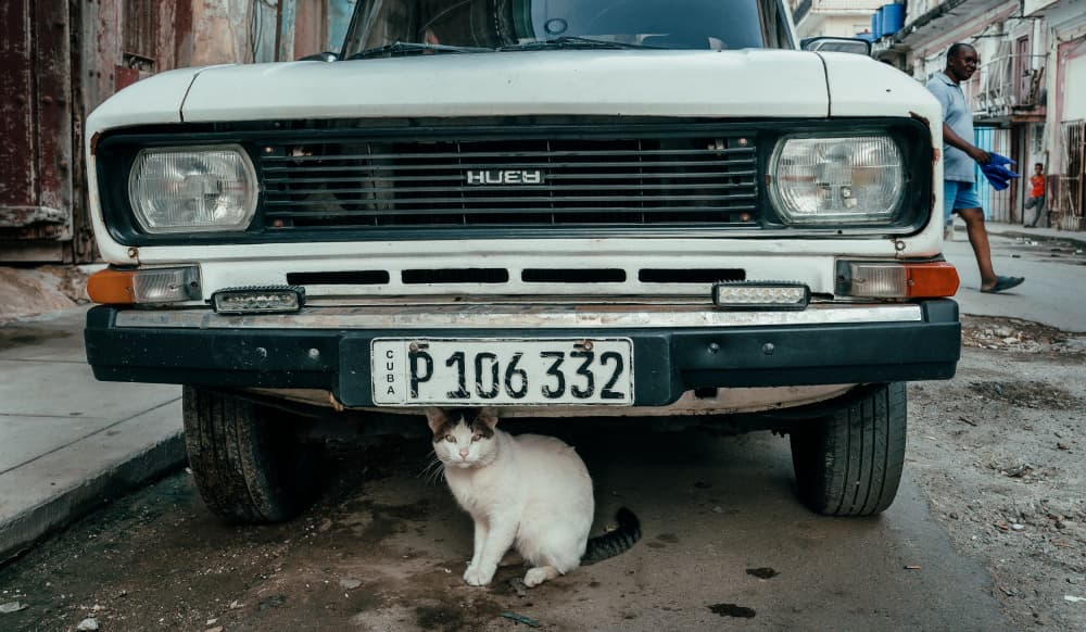 Cuban Street Cat Car by Andy Bauer — canvas wall art