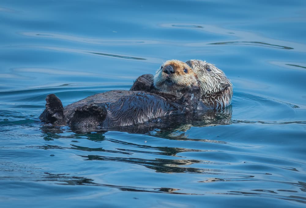Mother Otter And Pup by Jeffrey C. Sink — canvas wall art
