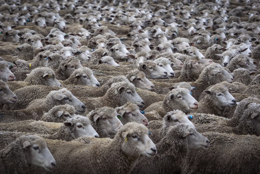 A Sea of Sheep by Michel Groleau — canvas wall art