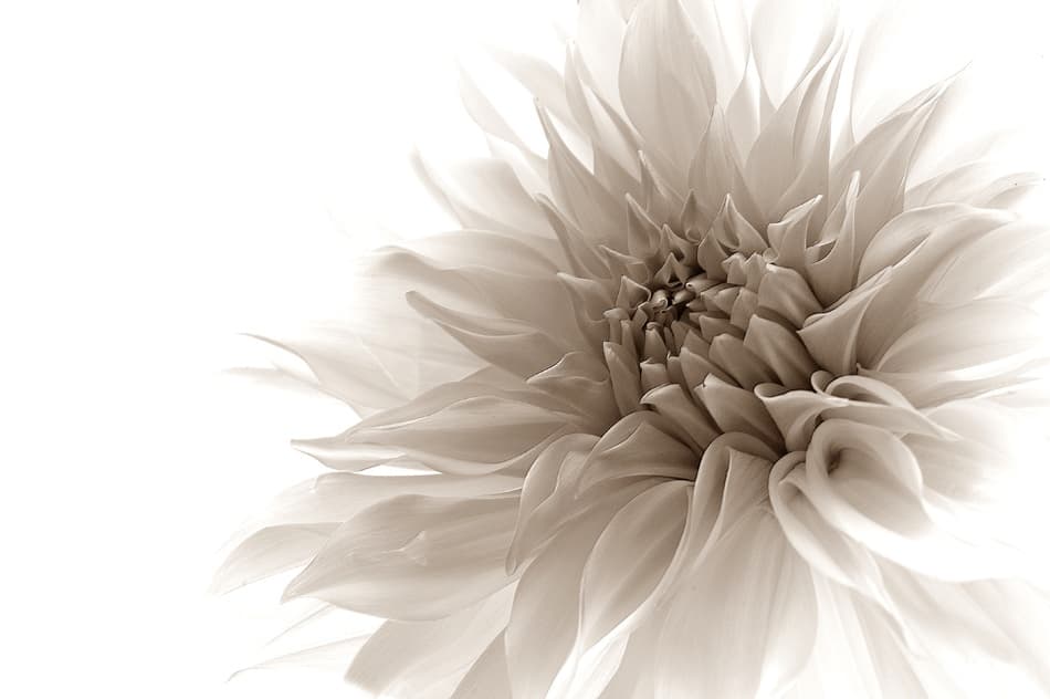 Soft Dahlia Bloom by Priska Wettstein — canvas wall art