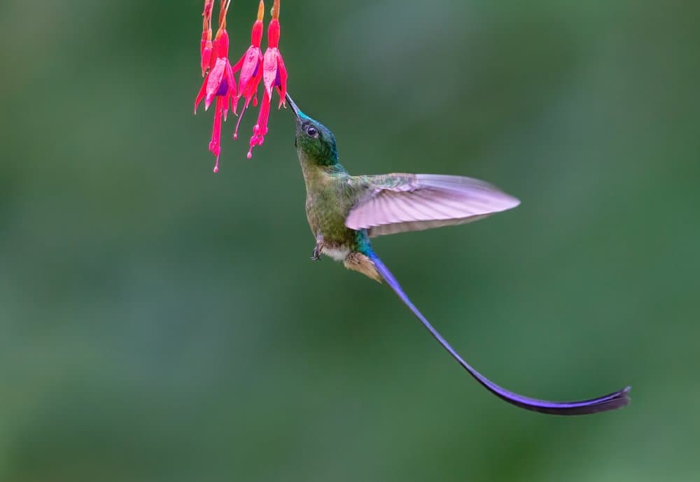 Hummingbird Nectar Dive by Jasmine Suo — canvas wall art