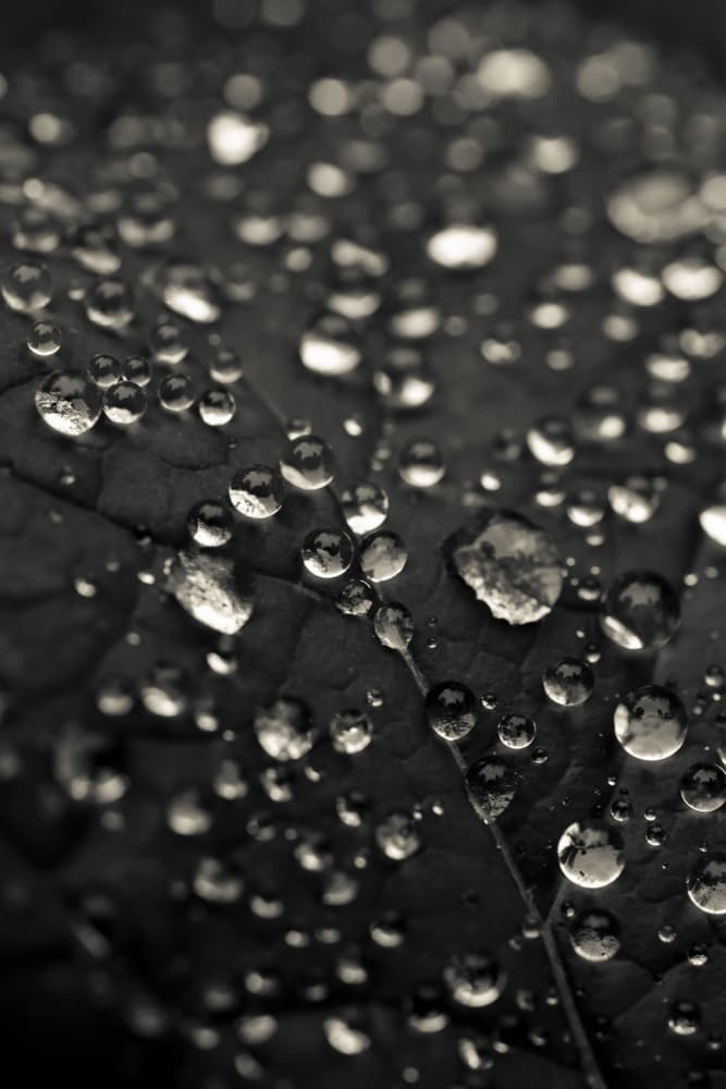 Dew Drops On Leaf by Olivia Joy StClaire — canvas wall art