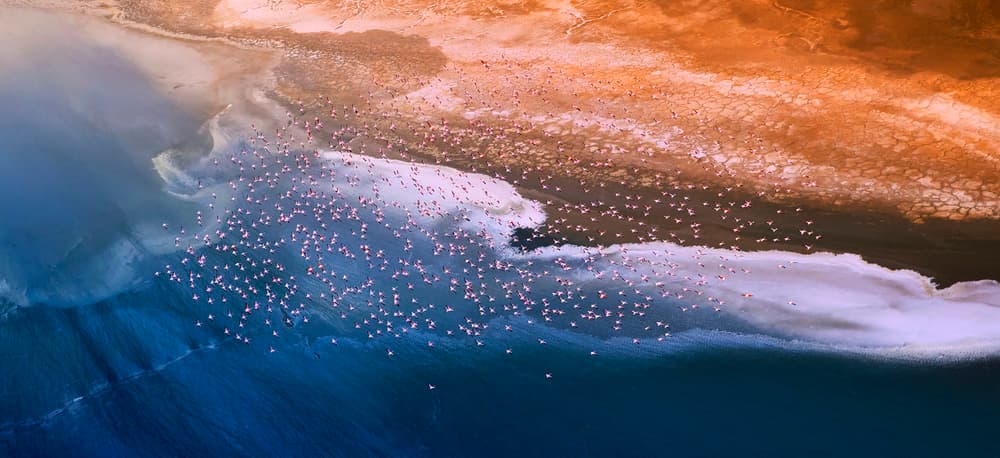 Pink Flamingos Desert Lake by Phillip Chang — canvas wall art