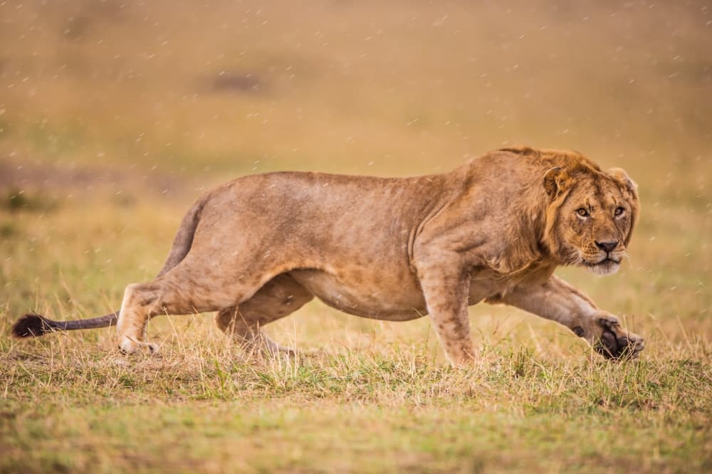 Running African Lion by Mohammed Alnaser — canvas wall art