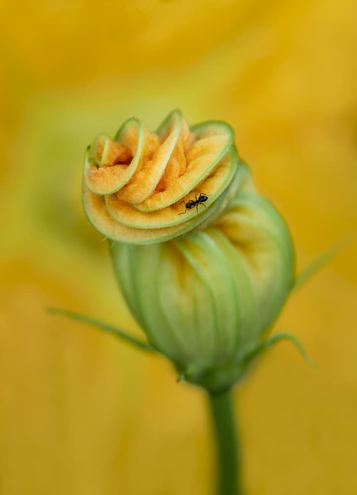 Tiny Ant on Unfurling Bud by Monique van Velzen — canvas wall art