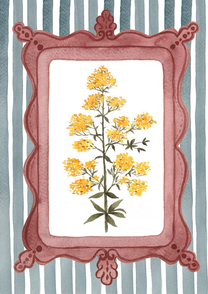 Botanical Lady's Bedstraw Illustration - Slate Blue Stripe by Suchi Deb — canvas wall art