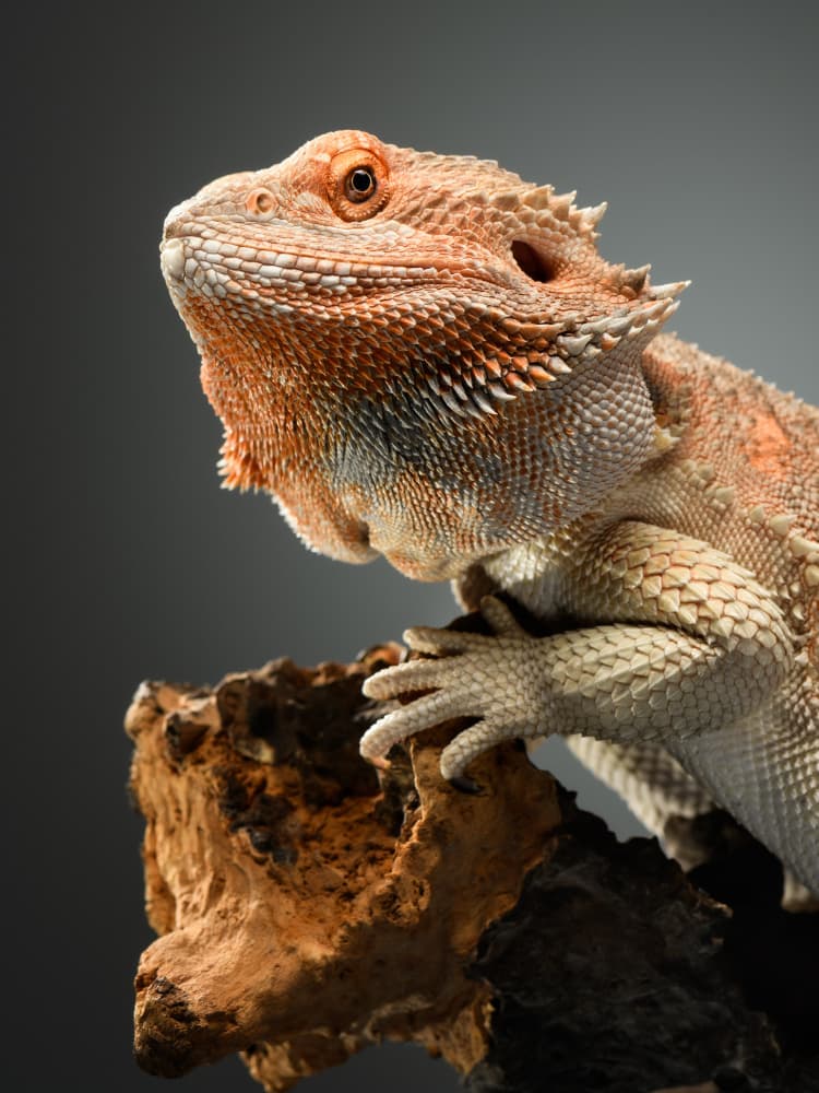 Regal Bearded Dragon by Rostovskiy Anton — canvas wall art