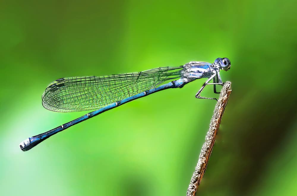 Azure Damselfly on Twig by Porter Thomas — canvas wall art