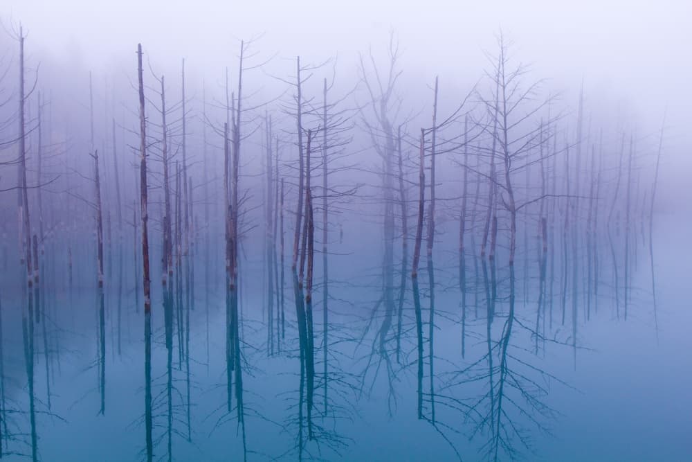 Misty Blue Forest Reflections by OSAMU ASAMI — canvas wall art