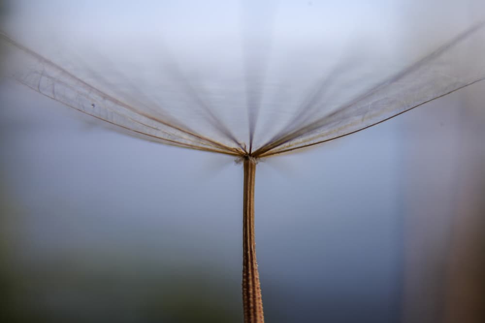 Floating Dandelion Feather by Hassan Dehdaran Jabry — canvas wall art