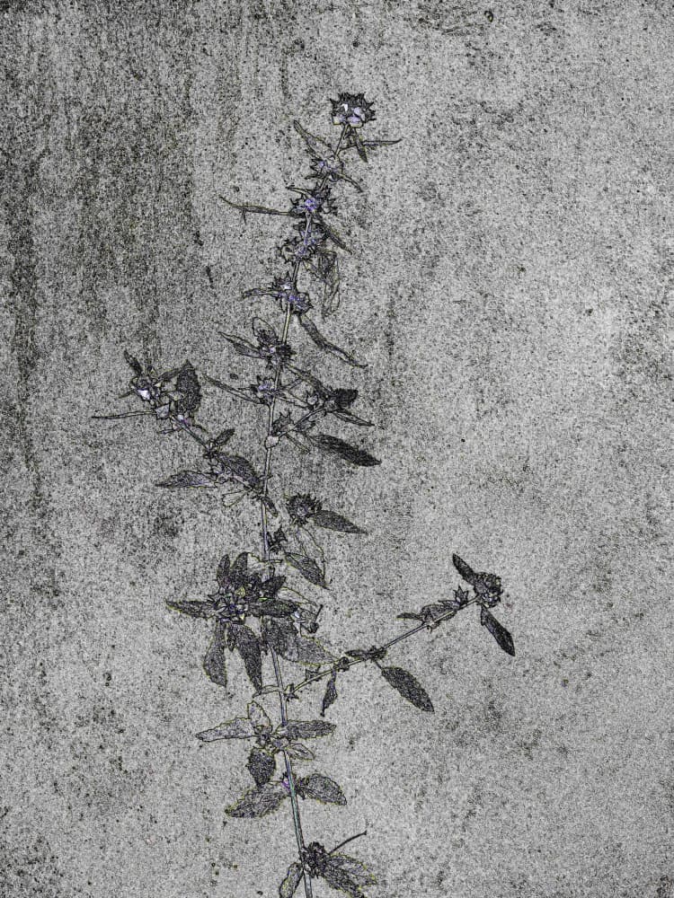 Botanical Grunge by Santhosh ch — canvas wall art
