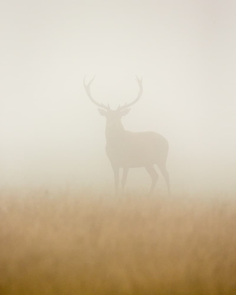 Stag in Morning Mist