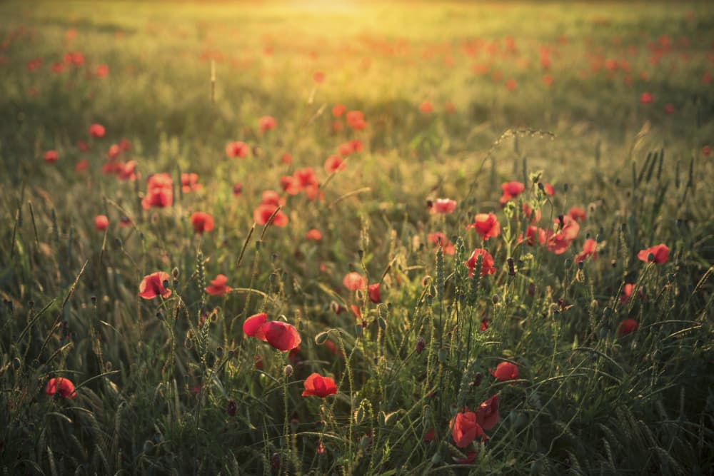 Poppy World III by Stefan Hefele — canvas wall art