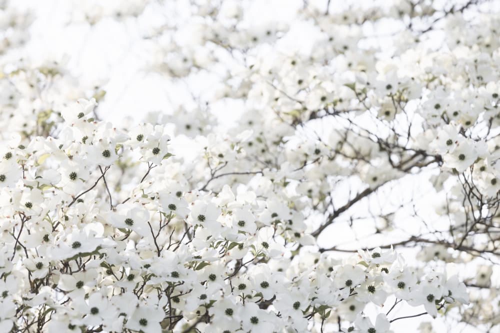 White Spring Tree 1 by Mareike Böhmer — canvas wall art