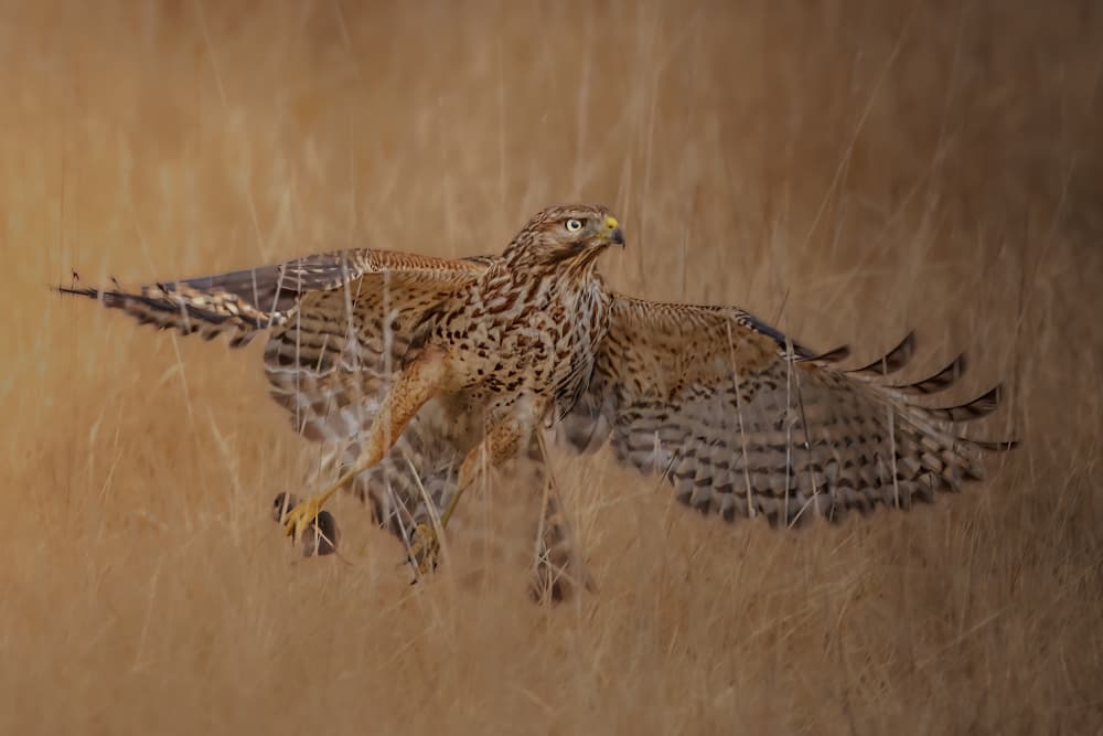 Wild Hawk Takes Flight by Jacob (Jian) Xu — canvas wall art