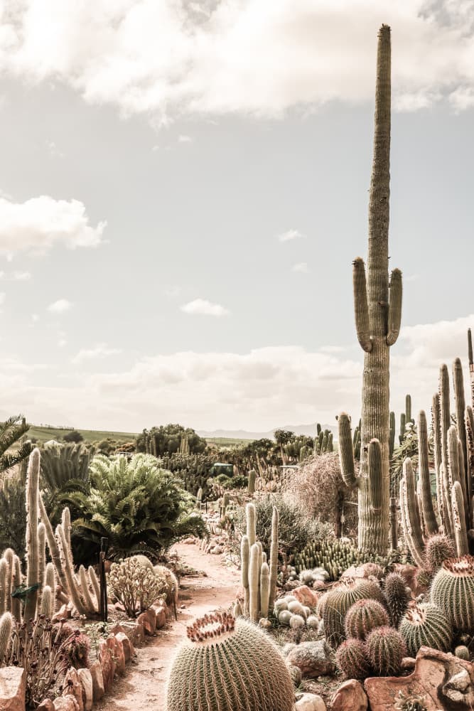 Cactus Farm by Shot by Clint — canvas wall art