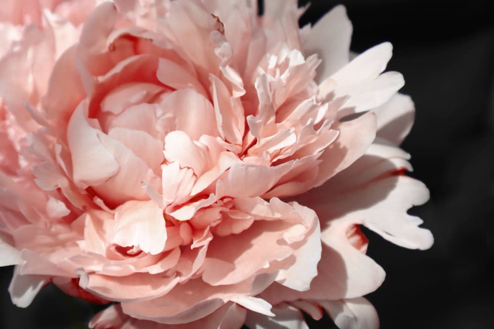 Elegant Pink Peony by Rosana Laiz Blursbyai — canvas wall art