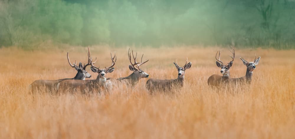 Deer by the Golden Field by Catherine Wang — canvas wall art