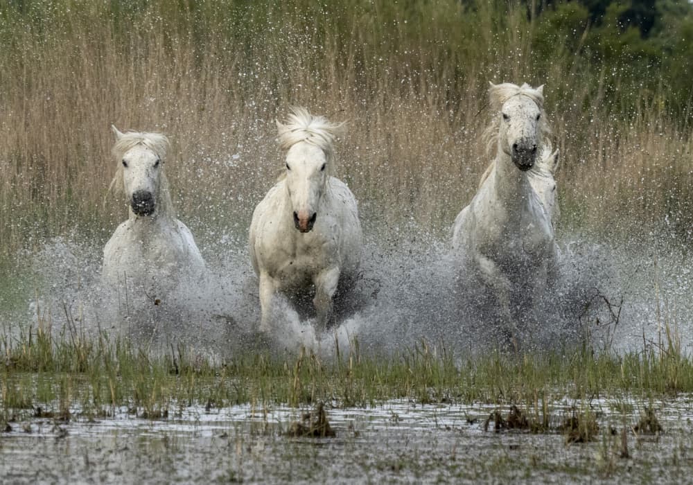 White Horses Running Wild by Marketa Zvelebil PhD LRPS CrGP. — canvas wall art