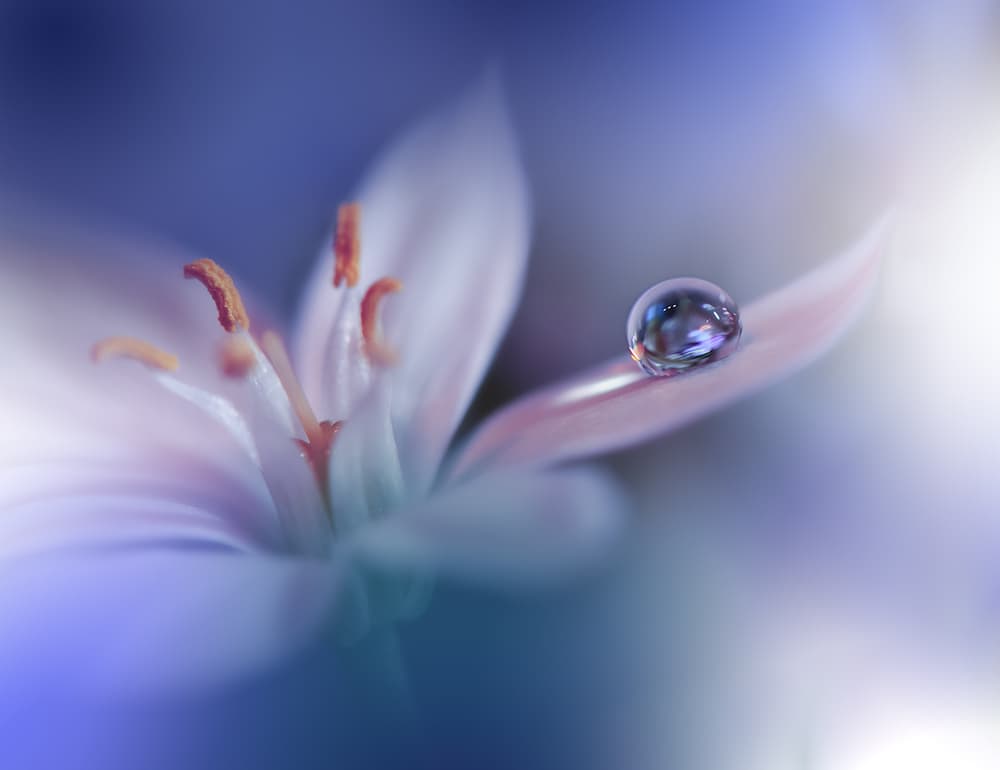 Ethereal Bloom Droplet by Juliana Nan — canvas wall art