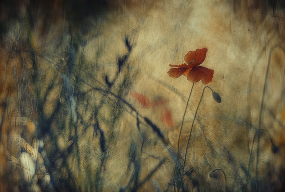 Dreamy Red Poppy by Jan van der Linden — canvas wall art
