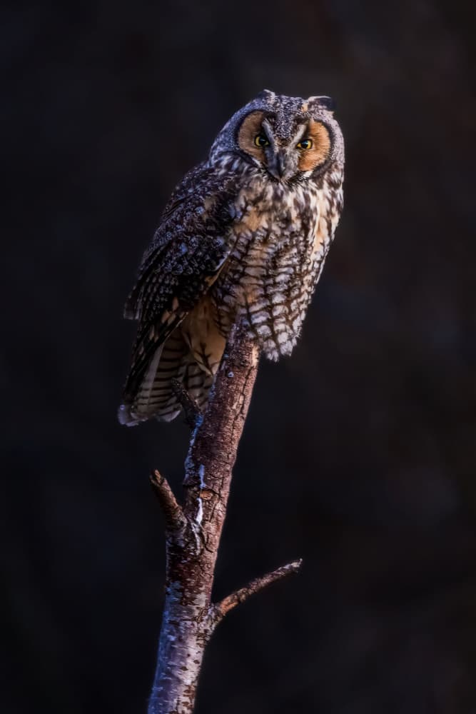 Watchful Perched Owl by Steven Zhou — canvas wall art
