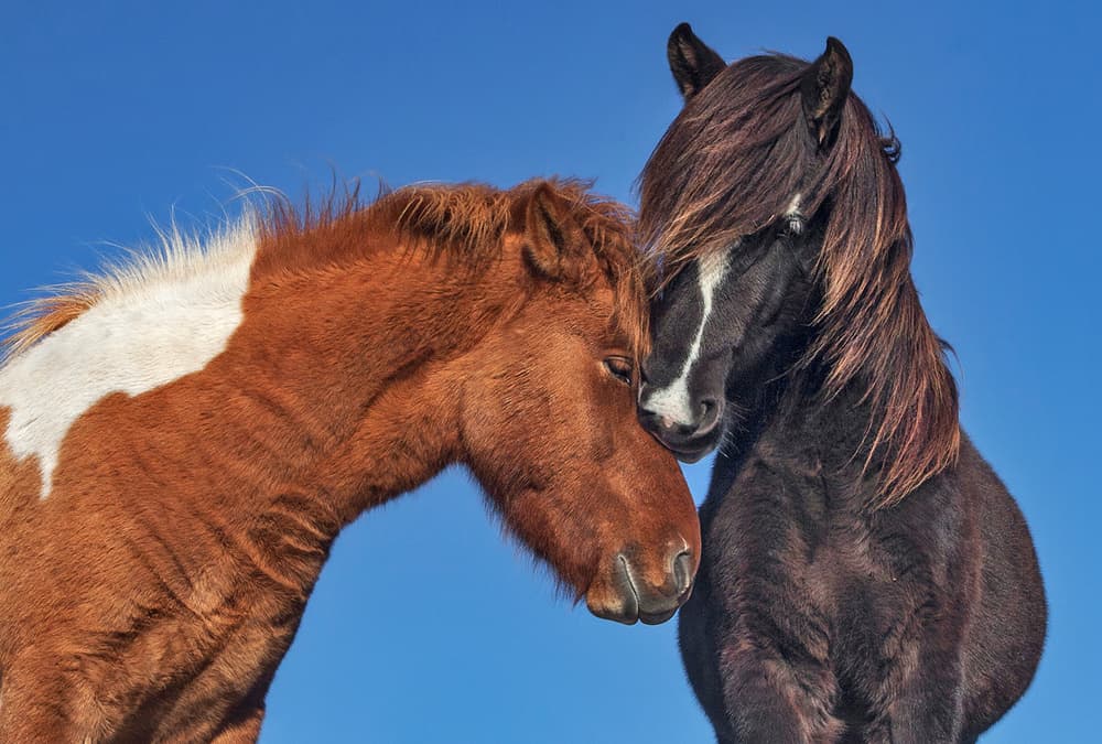 Horses' Tender Embrace by Bragi Ingibergsson - BRIN — canvas wall art