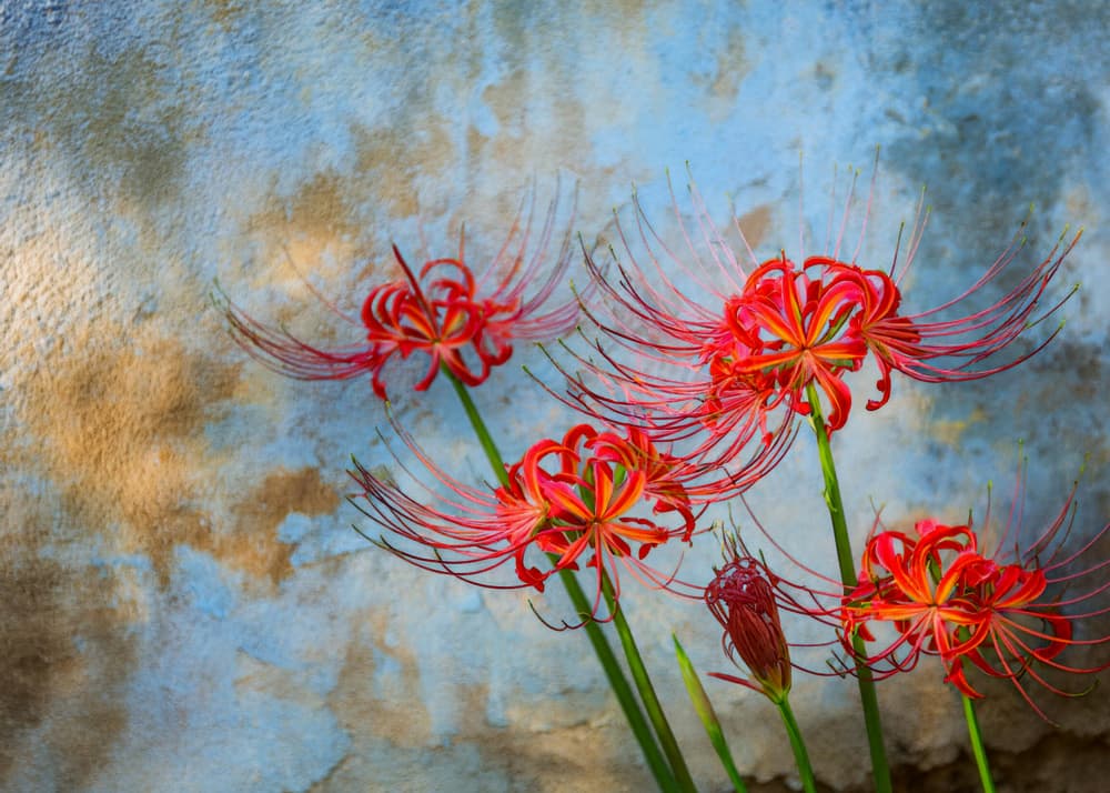 Red Flowers Blue Wall by Yasutaka Sameshima — canvas wall art