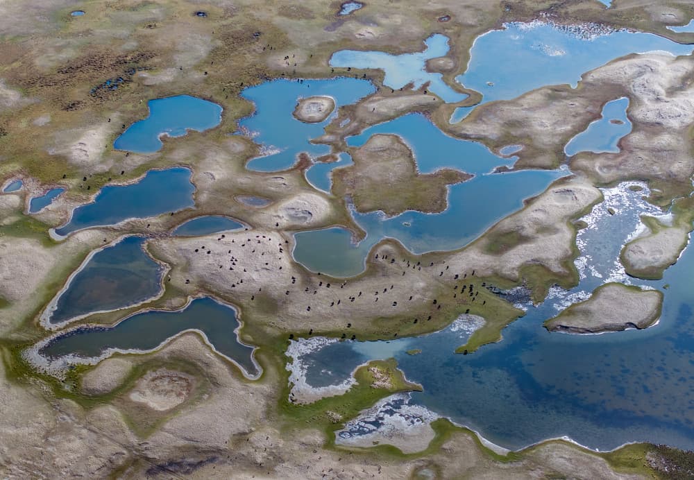 Wetland Lakes and Bison by Dianne Mao — canvas wall art