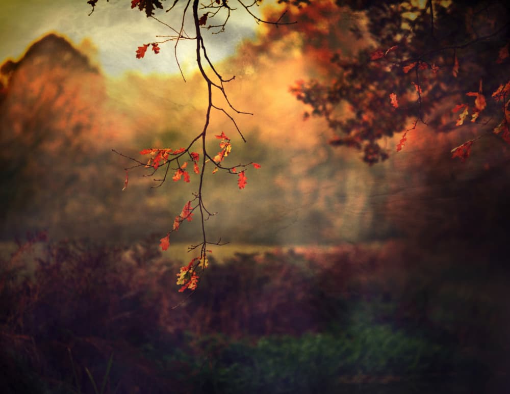 Autumn Leaves in Golden Light by Robert Fabrowski — canvas wall art