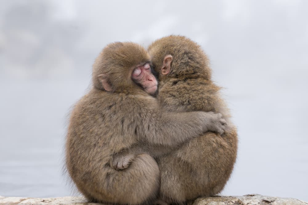 Cuddling Snow Monkeys by Takeshi Marumoto — canvas wall art