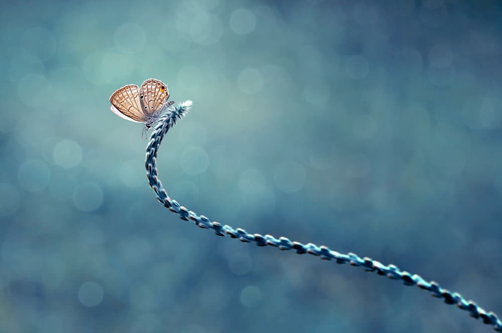 Delicate Blue Butterfly by Edy Pamungkas — canvas wall art