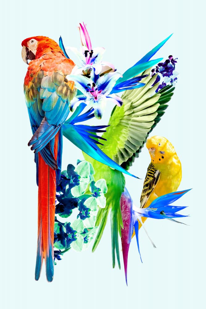 Tropical Birds and Blooms by Gemma Bardot — canvas wall art