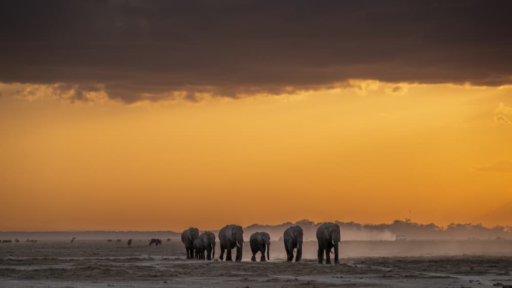African Elephants Sunset by Saurabh Dhanorkar — canvas wall art