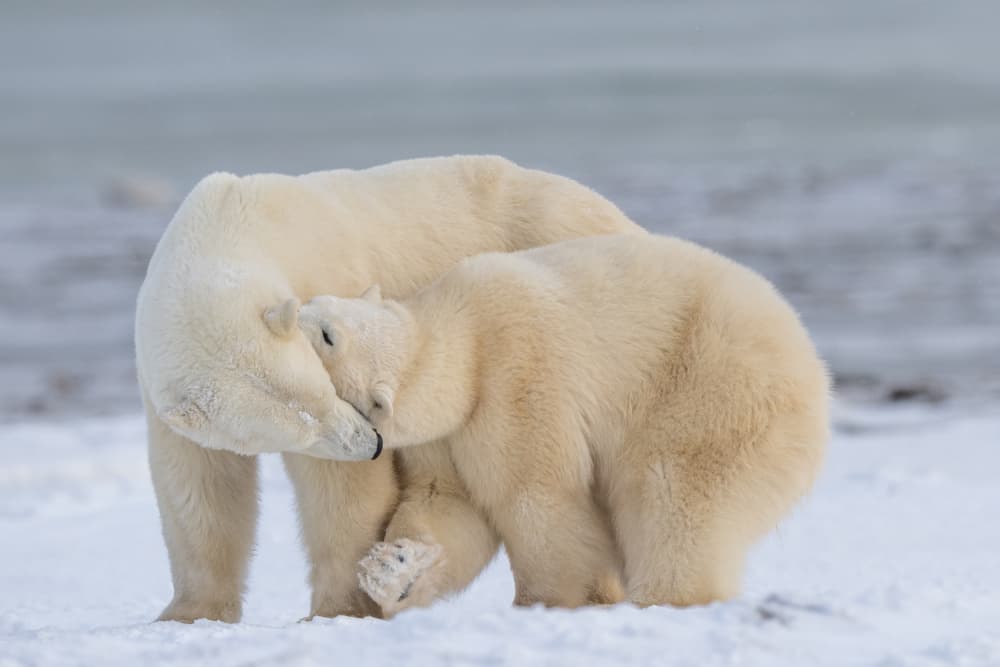 Polar Bear Family Embrace by Barbara Gill — canvas wall art