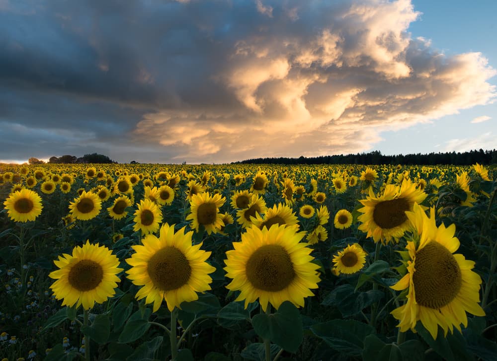 Golden Hour Sunflowers by Christian Lindsten — canvas wall art