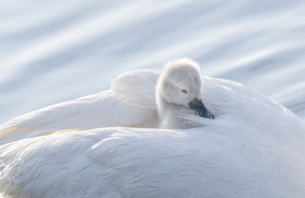 Serene Swan and Cygnet by Betty Liu — canvas wall art