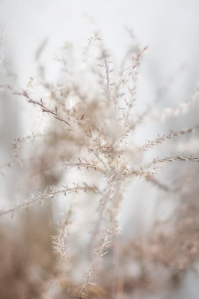 Gentle Dried Botanicals by Christina Sillen — canvas wall art