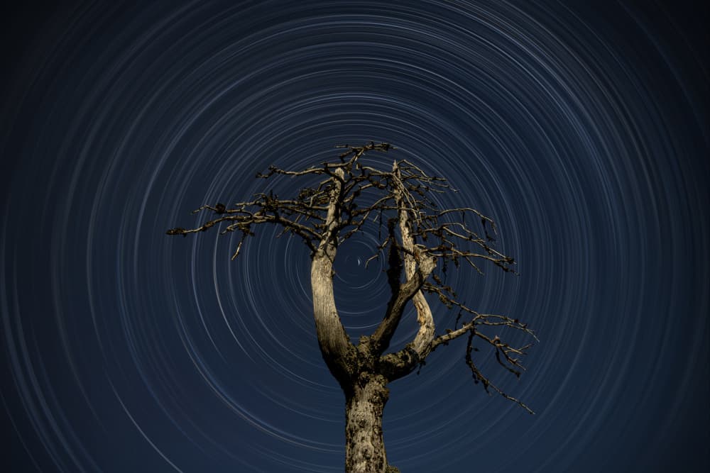 Celestial Tree Trails by Gregor Kresal — canvas wall art