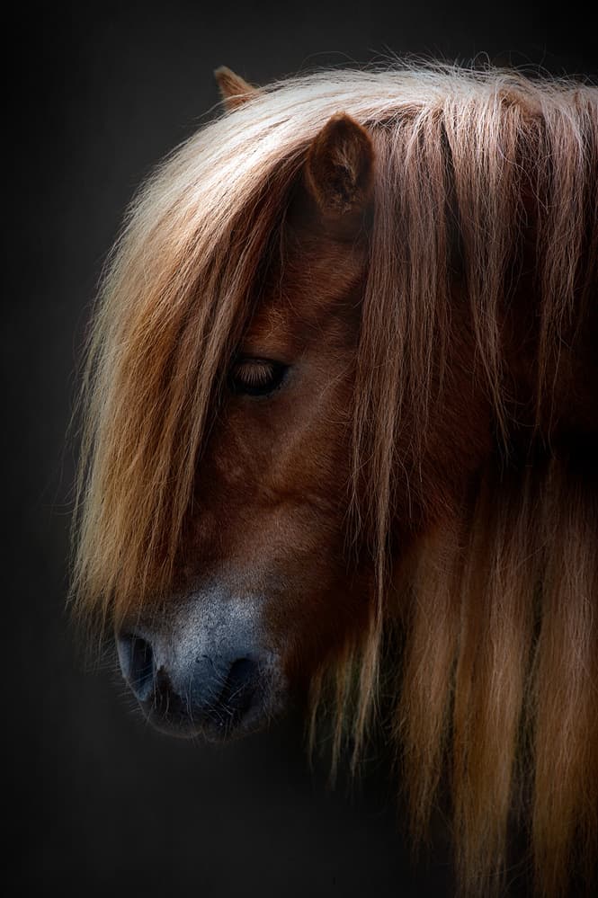 Flowing Horse Mane by Santiago Pascual Buye — canvas wall art