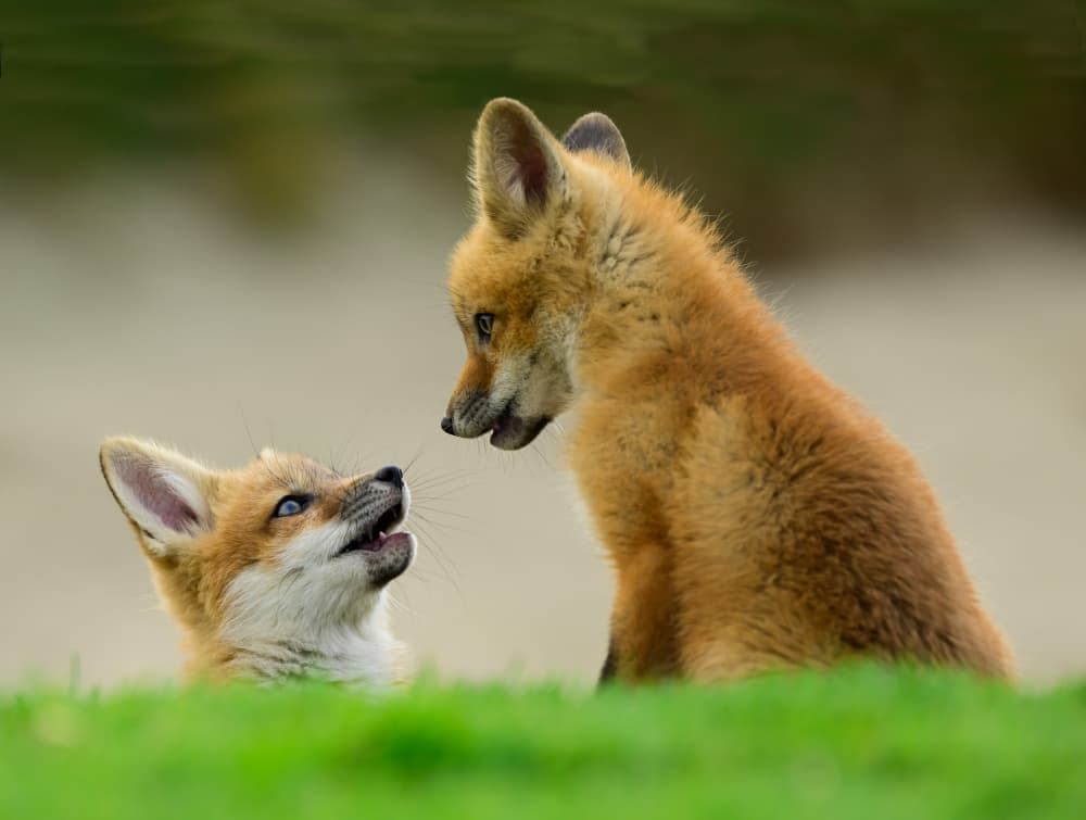 Playful Fox Kits by Moses Wang — canvas wall art