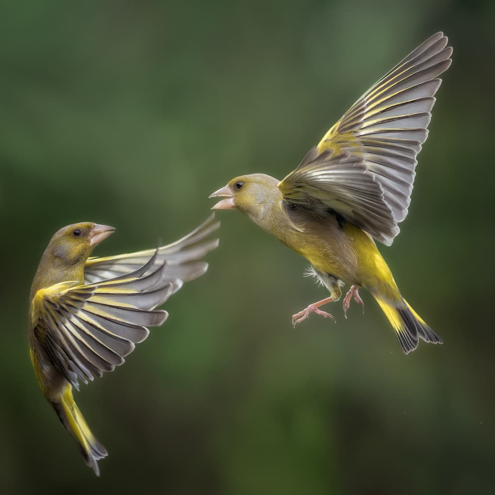 Greenfinches Mid-Air by Cristiano Giani — canvas wall art